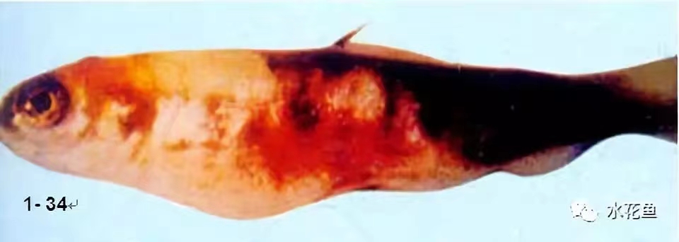 患病虹鳟腹部膨大，体表出血、出血(仿山崎隆义).jpg