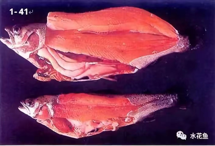 患病虹鳟肌肉出血.jpg